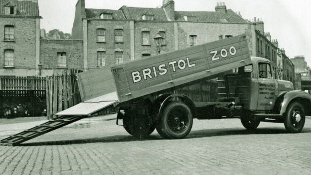 Bristol Zoo In Pictures: Attraction Shuts After 186 Years - BBC News