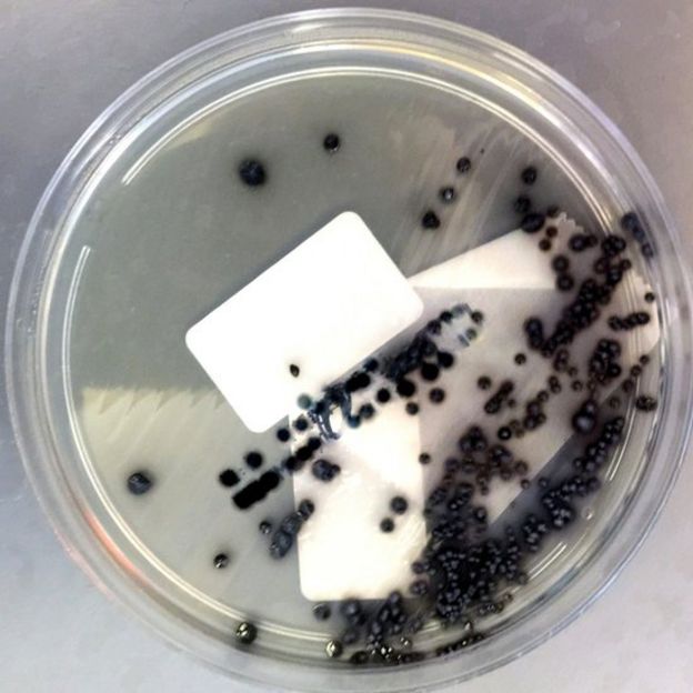 Colonias de Clostridium difficile en una placa de Petri