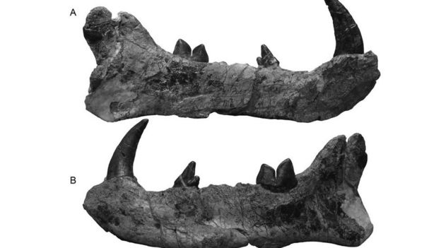 jawbone