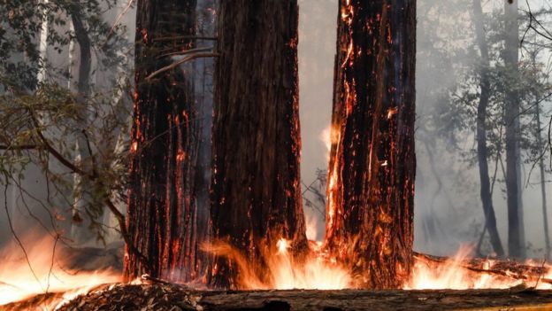 Park officials fear that redwoods, the world's tallest trees, have fallen in the fires