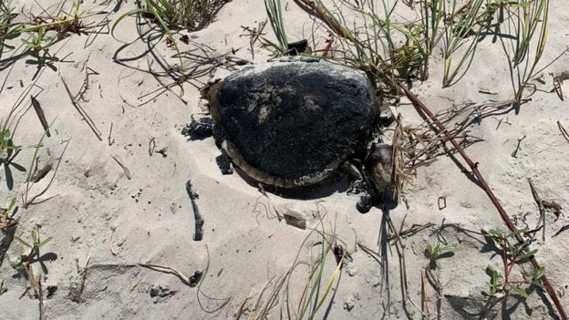 Tartaruga encontrada morta na Praia da Redinha, Natal (RN), em 21 de setembro