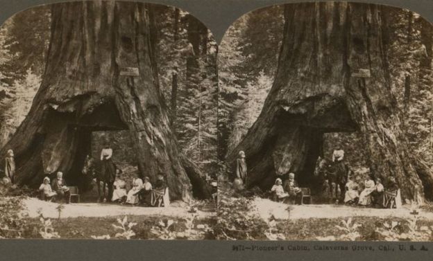 Pioneer Cabin Tree in California felled by storms - BBC News