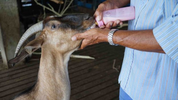 Lennox Francis feeding a Kiko goat