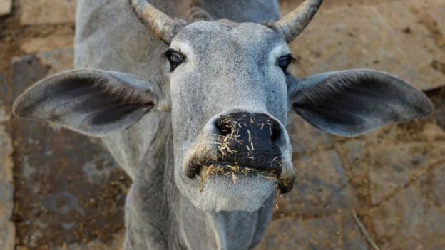 गाय