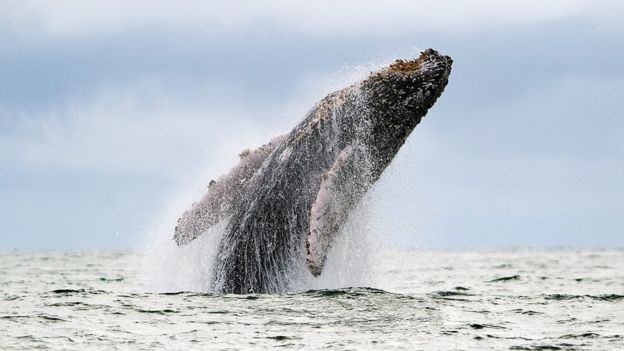 A Humpback whale jumps in the surface of the Pacific Ocean.