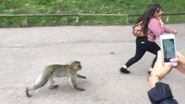 Monkey chase reminds photographers to keep their distance - BBC News