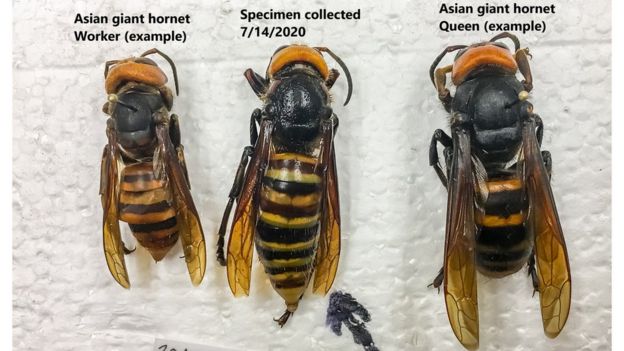 Três vespas gigantes asiáticas de tamanhos diferentes; a rainha, à direita, é maior