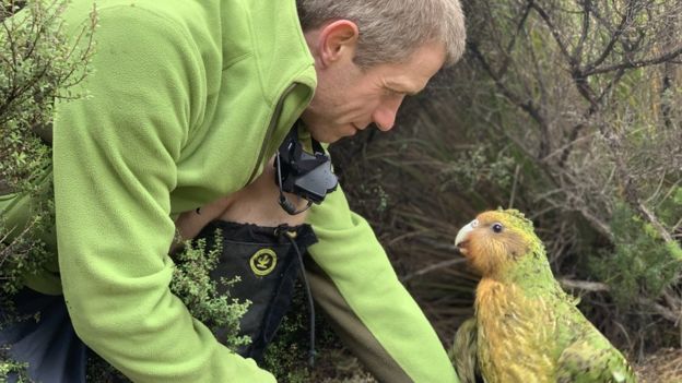 Cientista ao lado de kakapo
