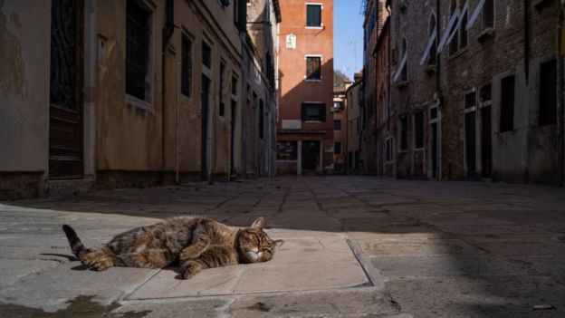 Кот на улице в Венеции
