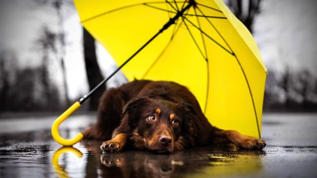 Dog in the rain