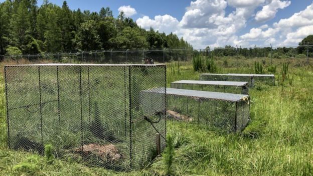 மனித உடல் மரணத்தபின் சிதைவுறுவது எப்படி?