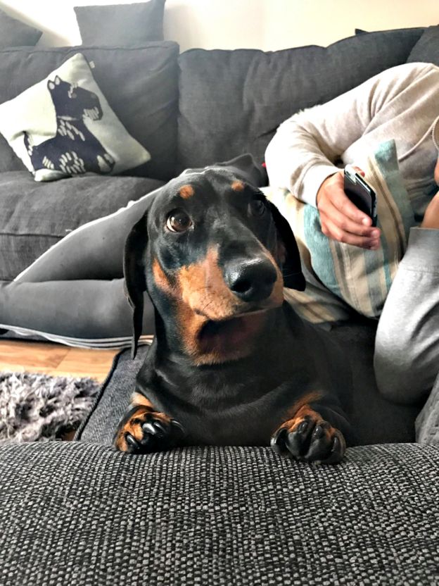 Pesky pooch This dog pinches things from all over the house! BBC