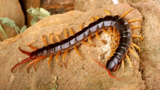 Check out this robot inspired by centipedes - BBC Newsround