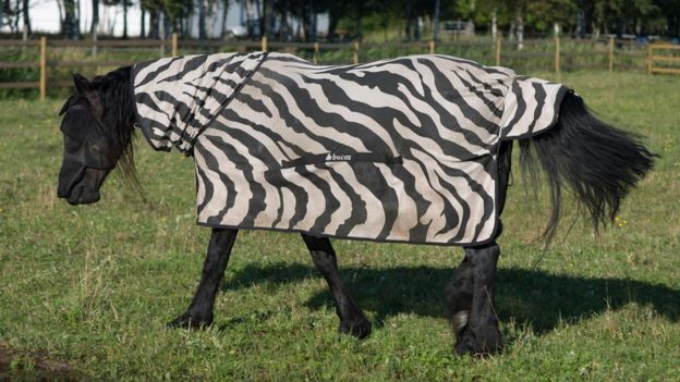 No pasto, um cavalo com casaco estampado com listras simulando as de zebras