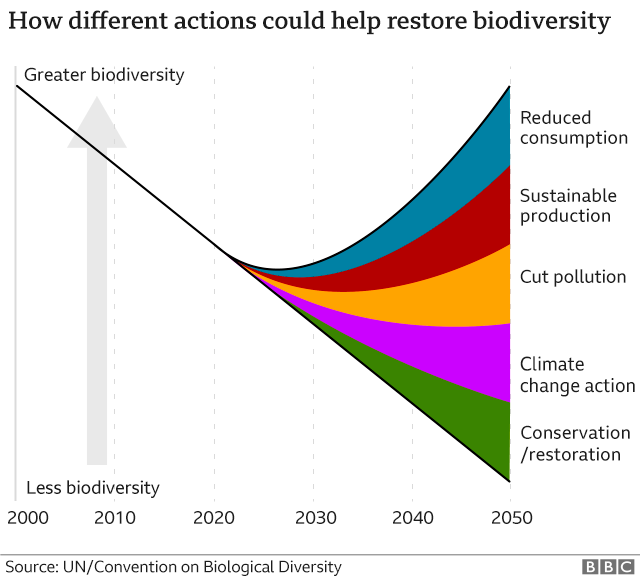 Biodiversity Why the nature crisis matters, in five graphics BBC News