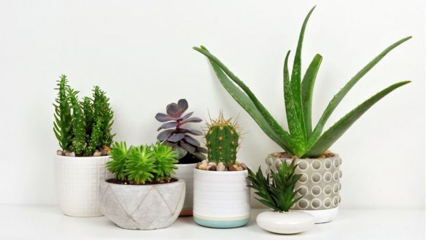 Are your houseplants bad for the environment? - BBC News