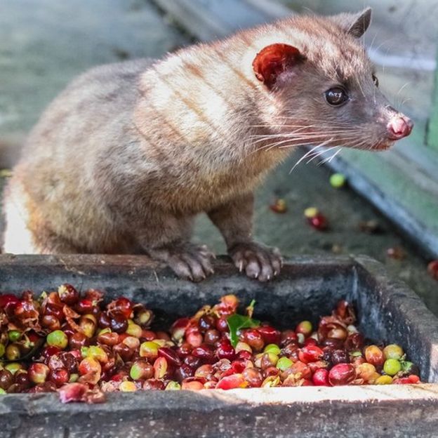 Luwak (civet cat) eating coffee bean : Luwak Coffee is the world most expensive coffee