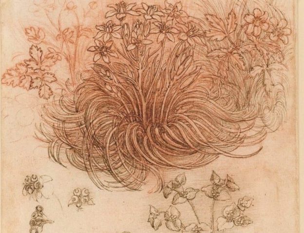 A drawing by Leonardo da Vinci labelled Star of Bethlehem and other plants, on loan to the Louvre from Queen Elizabeth II