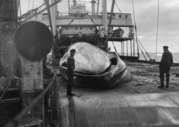 Blue Whales Have 'rediscovered' South Georgia - Bbc News