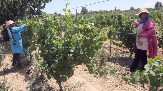 Tunisian vineyard workers