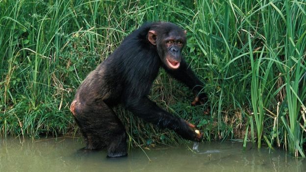 Un chimpancé a la orilla del agua