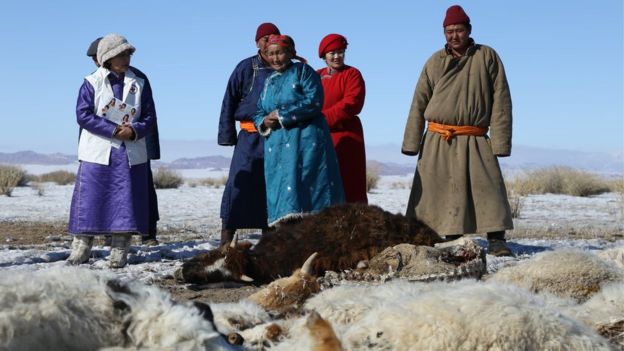 The slow and deadly dzud in Mongolia - BBC News
