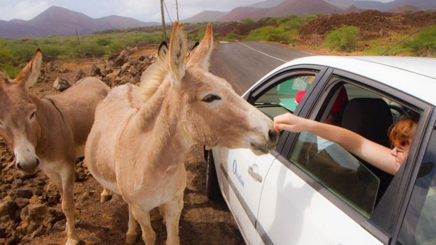 Pessoas fazem carinhos em burros na Ilha de Ascensão