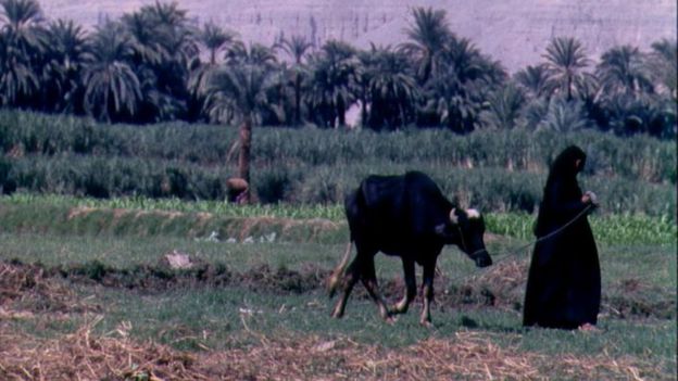 فلاحة مصرية تسحب جاموستها في حقل.