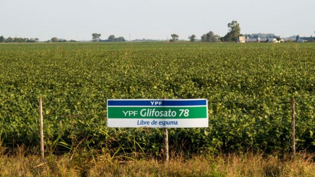 Un cultivo experimental de soja procesado con glifosato en Argentina