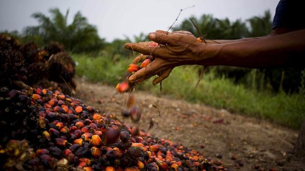 Un agricultor recoge semillas de aceite de palma en Kuala Cenaku, Sumatra, Indonesia, un negocio que está causando la deforestación en el país.