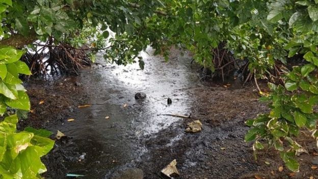 Mangroves that are vital for marine ecosystems are also contaminated by the oil spill