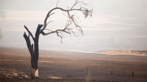 A scorched tree stands on its own in farmland burnt by fires