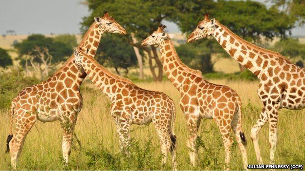 giraffes