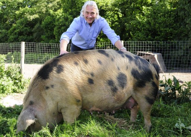 Robin Hutson y un cerdo