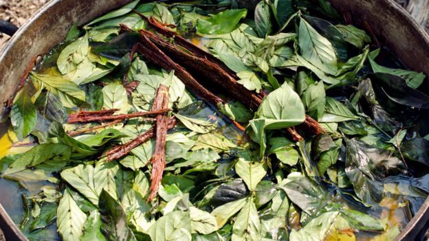 Ayahuasca and chakruna leaves being cooked ahead of a ceremony