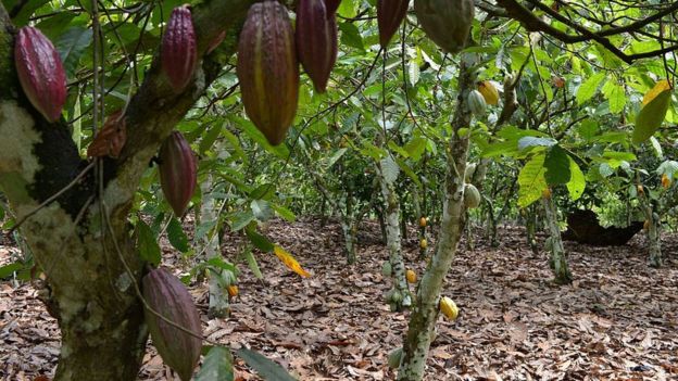 Cocoa pods in a cocoa farm in Ivory Coast