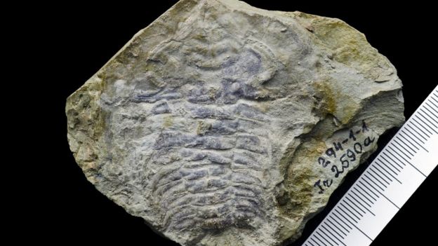 Fósil de trilobita Foto: Gennadi Baranov, Universidad Tecnológica de Tallin