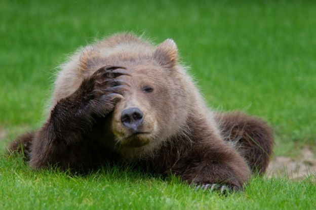 Bear holding a paw against its face