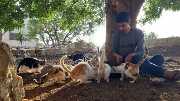 சிரியா போர்: மனிதர்களை விஞ்சும் பூனைகளின் எண்ணிக்கை