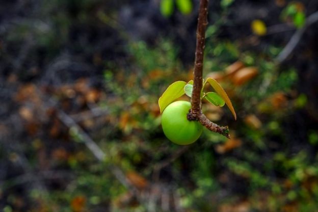 Manchineel