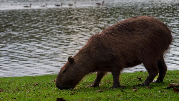Capivara na grama ao lado de um rio