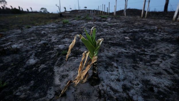 Terreno quemado en la Amazonía