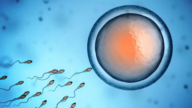 Ilustración óvulo espermatozoides