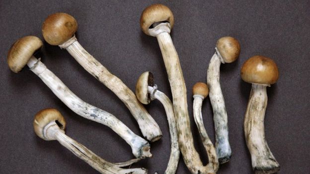 A psilocibina, ou 'cogumelos mágicos', recebeu uma permissão dos EUA para pesquisa clínica para usos médicos