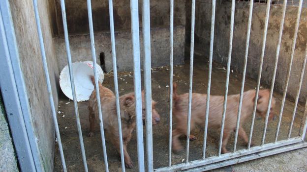 Dogs discovered living in damp, cold and dirty conditions at the farm co-owned by David Thomas