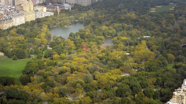 El Central Park visto desde el piso 75 del rascacielos 432 Park.