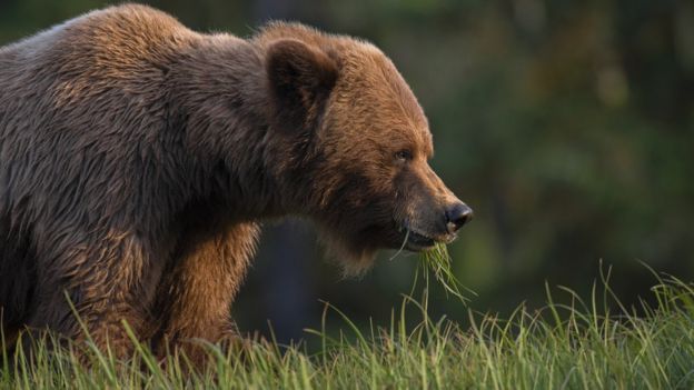 A grizzly bear eating grass in British Columbia
