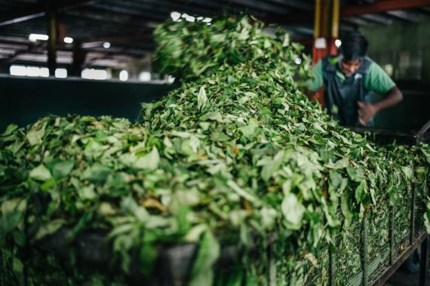 The 150-year-old story of Sri Lankan tea-making - BBC News