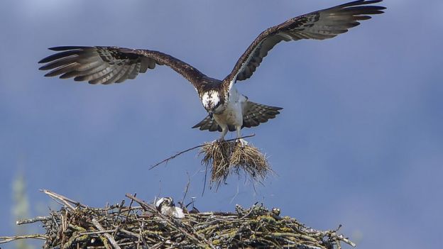 Rutland Osprey Project Sees 250th Chick Fledge - BBC News