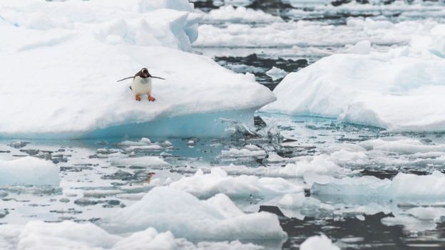 A penguin stands on an ice floe